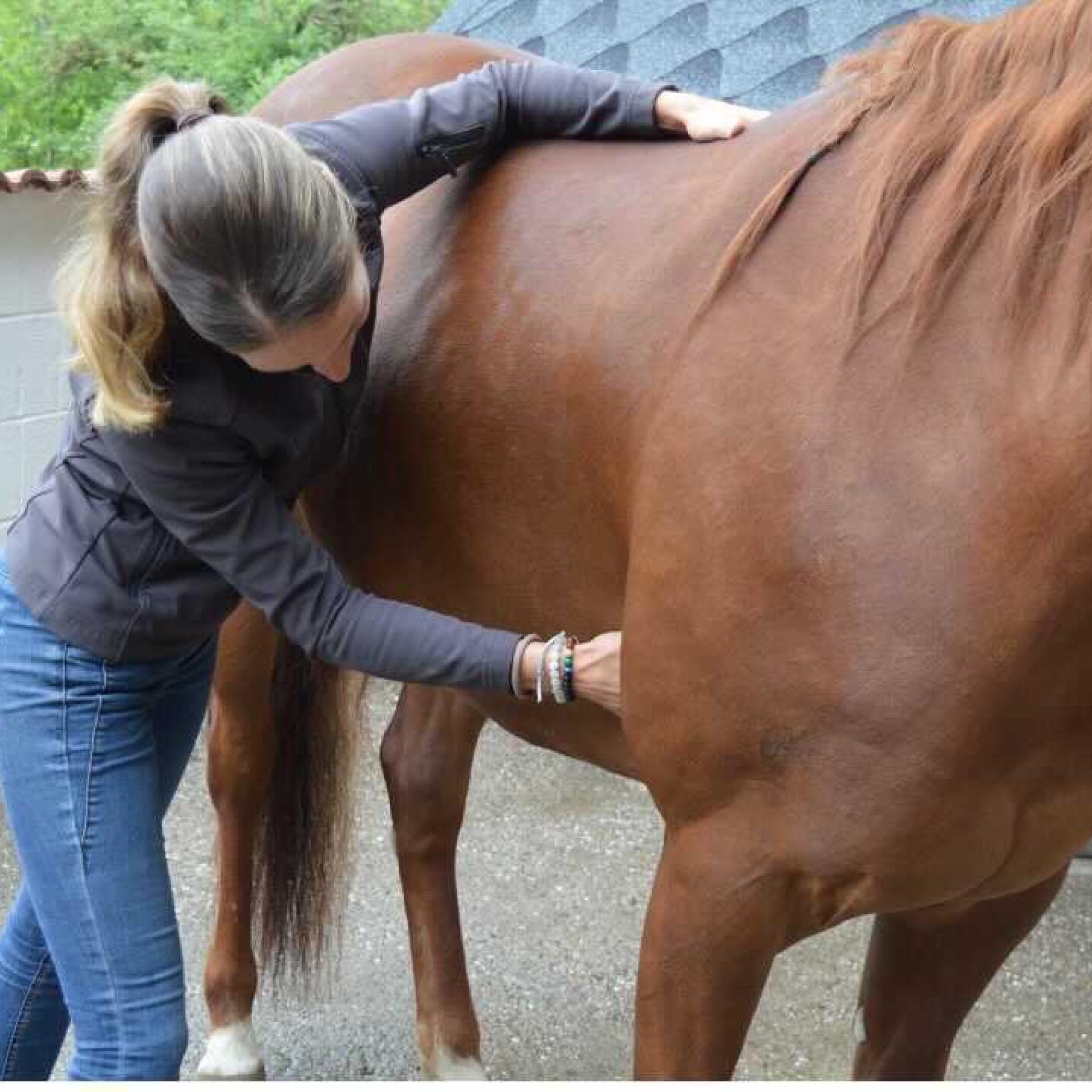 Pferdephysio Sarah Bucher Massagen